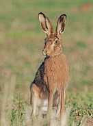 Brown Hare