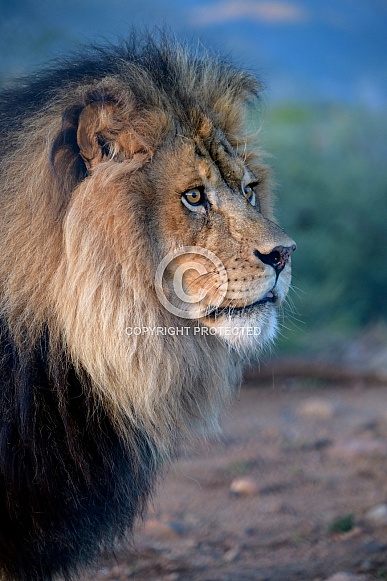 Adult male lion in profile