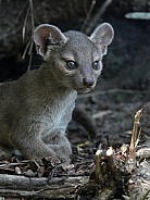 A Young Fossa