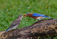 Eastern Bluebird