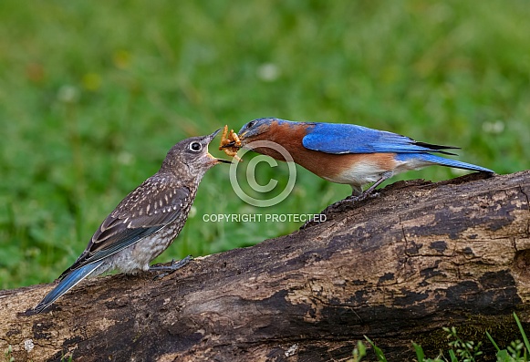 Eastern Bluebird