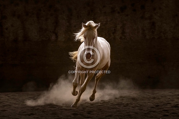 Andalusian Horse--Aglow Perlino Andalusian Horse--Aglow Perlino