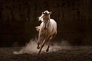Andalusian Horse--Aglow Perlino