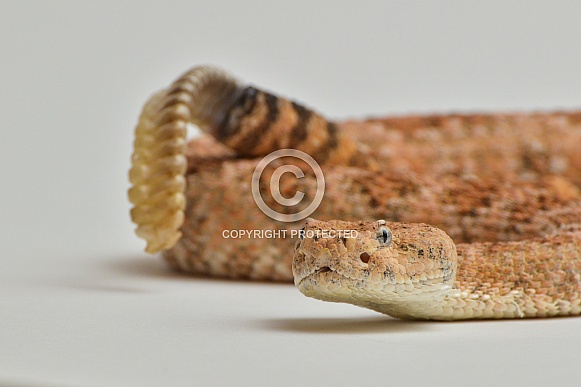 Speckled Rattlesnake Speckled Rattlesnake