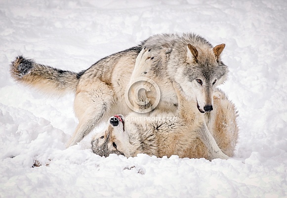 Gray Wolf
