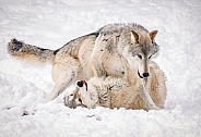 Gray Wolf