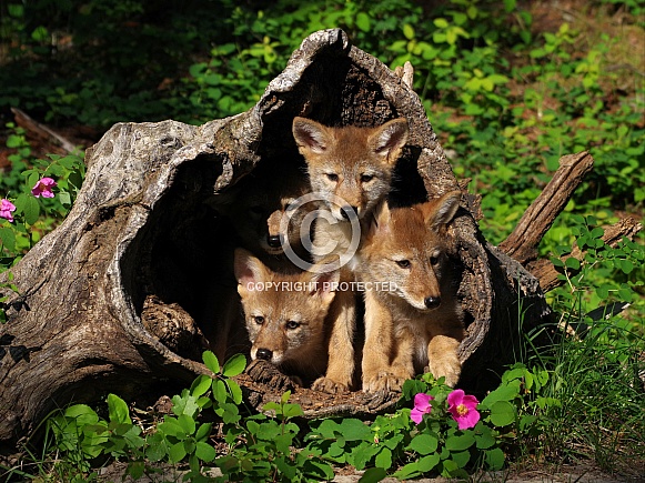 4 Coyote pups
