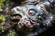 Burl in tree stump