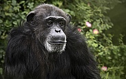 Chimpanzee Deep In Thought