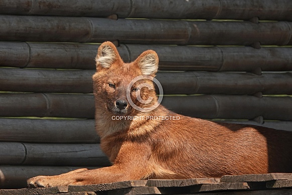 Chinese dhole