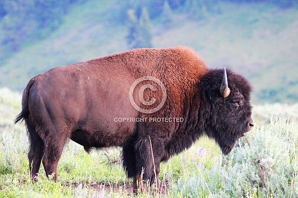Bison - Opposite Broadside Bison - Opposite Broadside