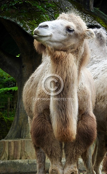 Dromedary Camel