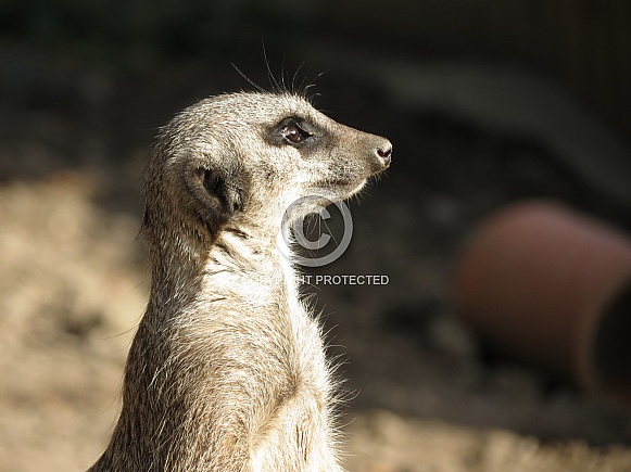 Meerkat