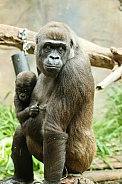 Mother and baby Gorilla