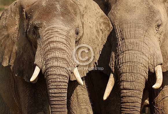 African Elephant