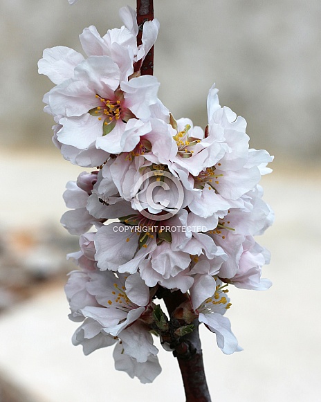 Almond Flowers Blossom