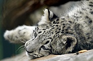 Snow Leopard Cub