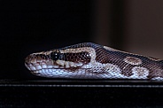 Boa Constrictor