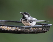 Black-Capped Chickadee with a black oil sunflower seed