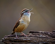 Carolina Wren