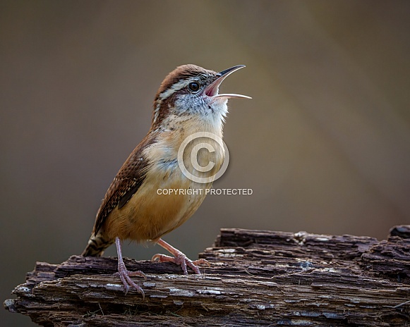 Carolina Wren Carolina Wren