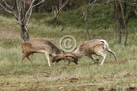 Two beautiful fallow deer are fighting in the rutting season