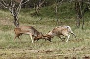 Two beautiful fallow deer are fighting in the rutting season
