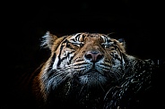 Sleeping tiger