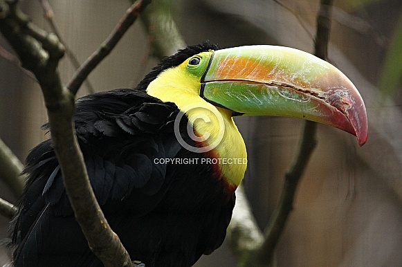 Keel-billed Toucan Keel-billed Toucan