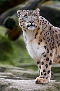 Snow Leopard