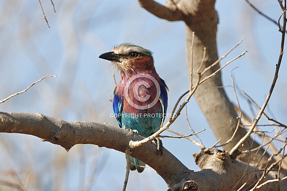 Lilac Breasted Roller Lilac Breasted Roller
