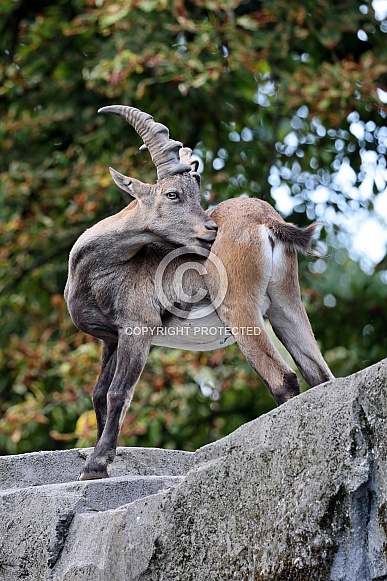 Alpine ibex (Capra Ibex)
