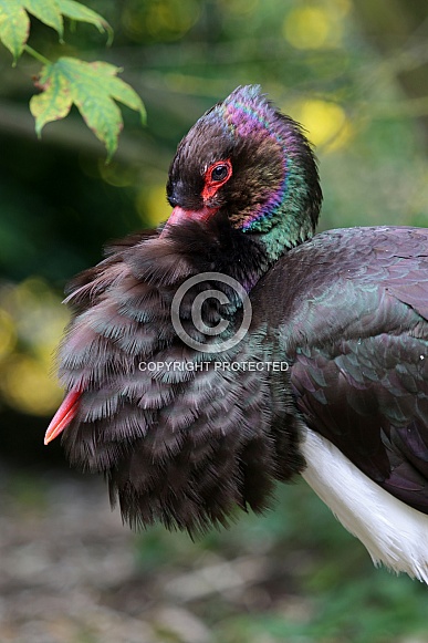 Black stork (Ciconia nigra) Black stork (Ciconia nigra)