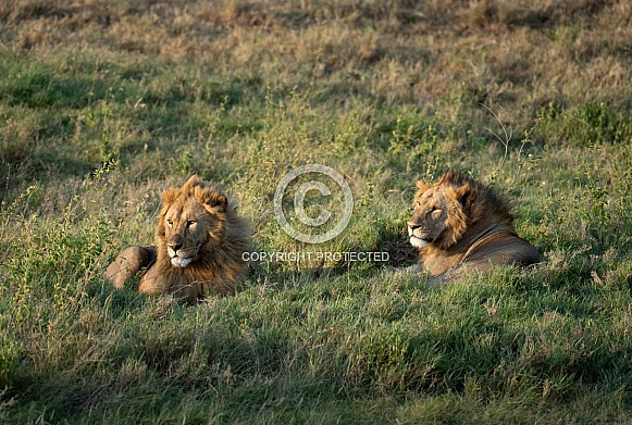 Two young male lions at sunrise in Africa