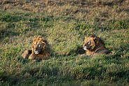 Two young male lions at sunrise in Africa