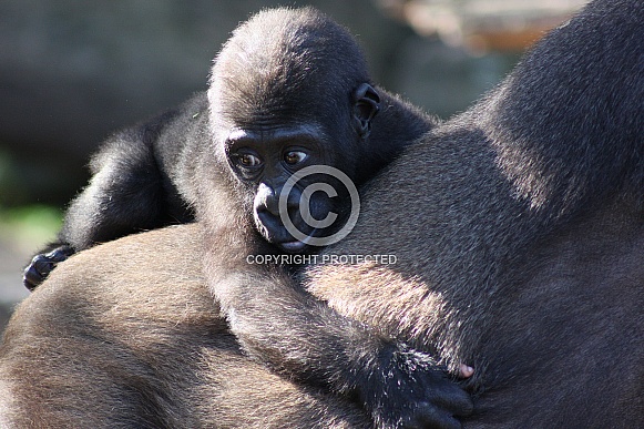 Western Lowland Gorilla