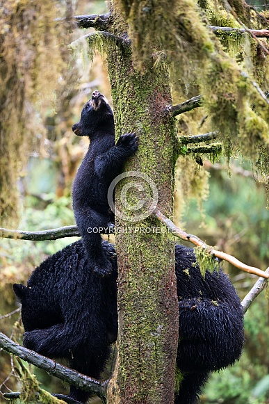 Black Bear and Cub (wild)