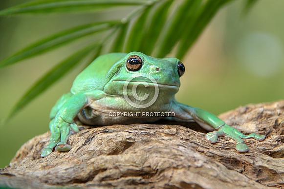Australian Green Tree Frog