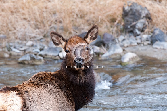 Wild female elk near water
