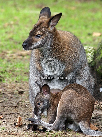 Red-necked wallaby (Macropus rufogriseus) Red-necked wallaby (Macropus rufogriseus)