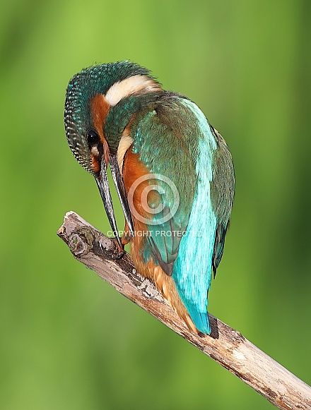 Kingfisher