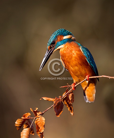 Common Kingfisher Common Kingfisher
