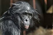 Bonobo Close Up