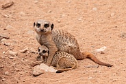 Mother and Baby Meerkat Full Body