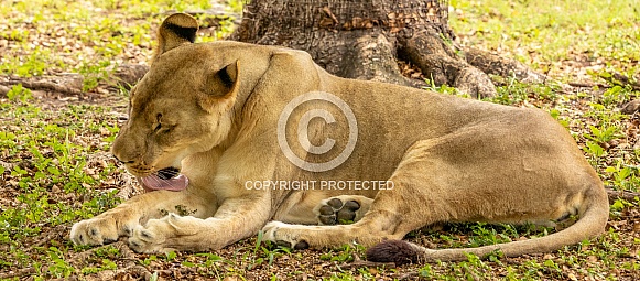Female African Lions Female African Lions