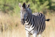 Zebra in the wild