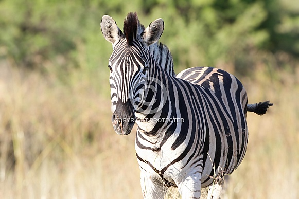 Zebra in the wild Zebra in the wild