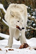 Hudson Bay wolf (Canis lupus hudsonicus)