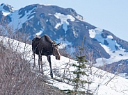 Cow Moose in Denali National Park