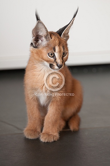 Caracal Cub